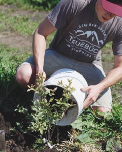 Employee tree planting