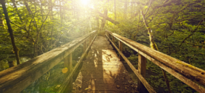 Bridge in forest