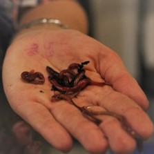 Worms in hand