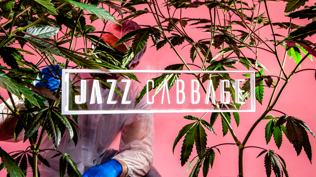 Jazz Cabbage logo, a cannabis business with a focus on sustainability