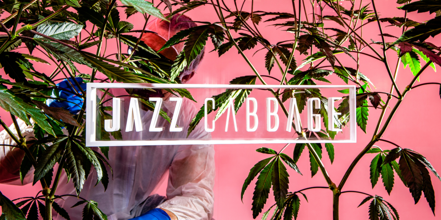 Jazz Cabbage logo, a cannabis business with a focus on sustainability