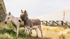 miniature donkeys enjoy multi-use land at the burdett solar facility