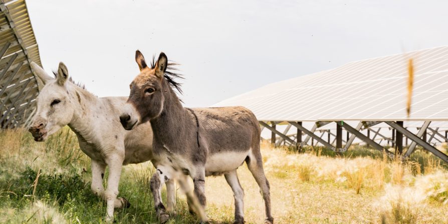 miniature donkeys enjoy multi-use land at the burdett solar facility