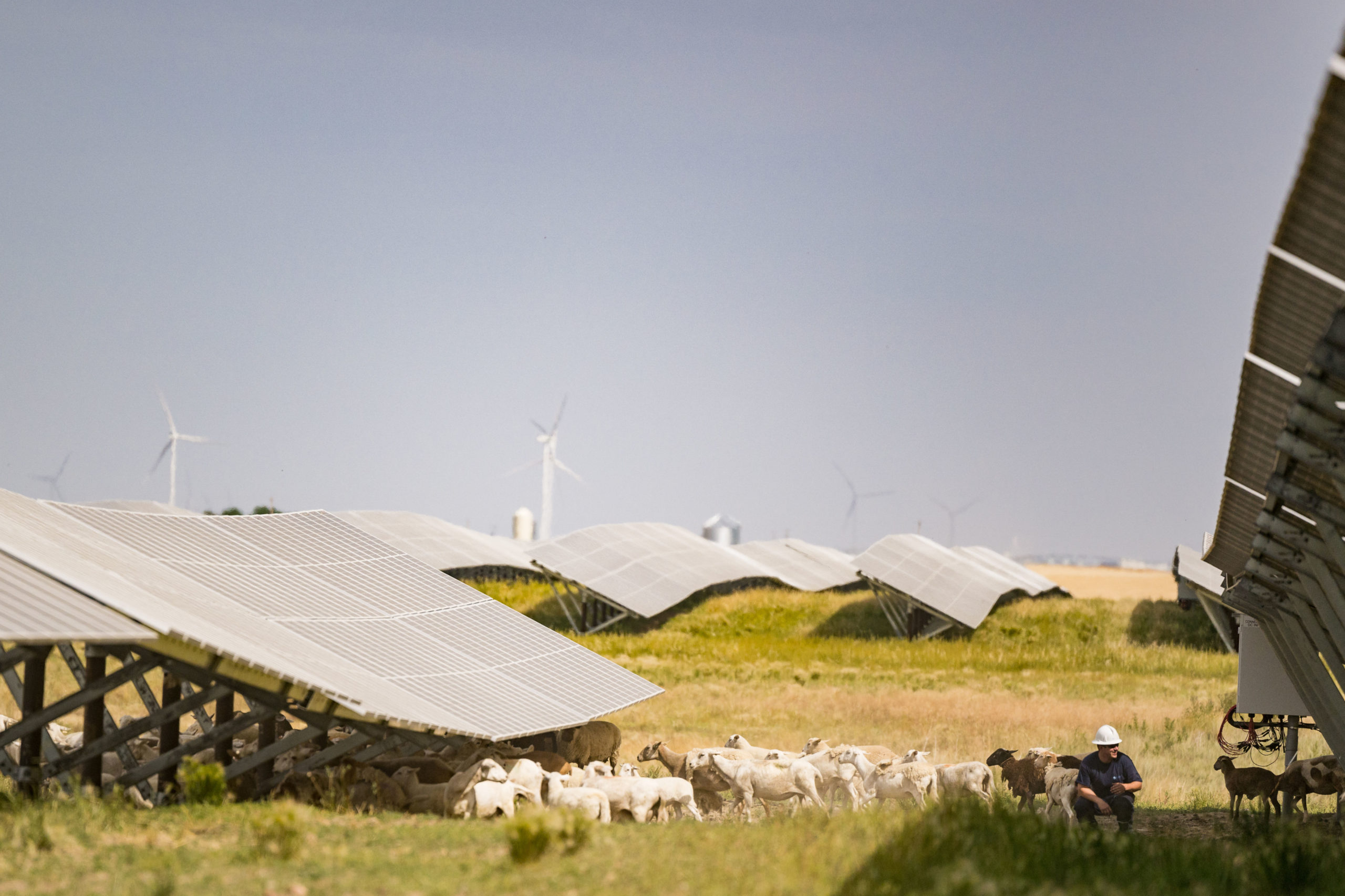 Sheep graze at the Yellow Lake solar facility