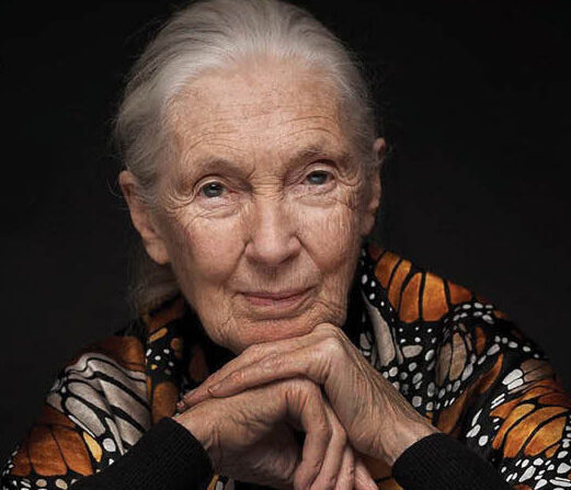Win a Ticket to An Evening with Jane Goodall square image
