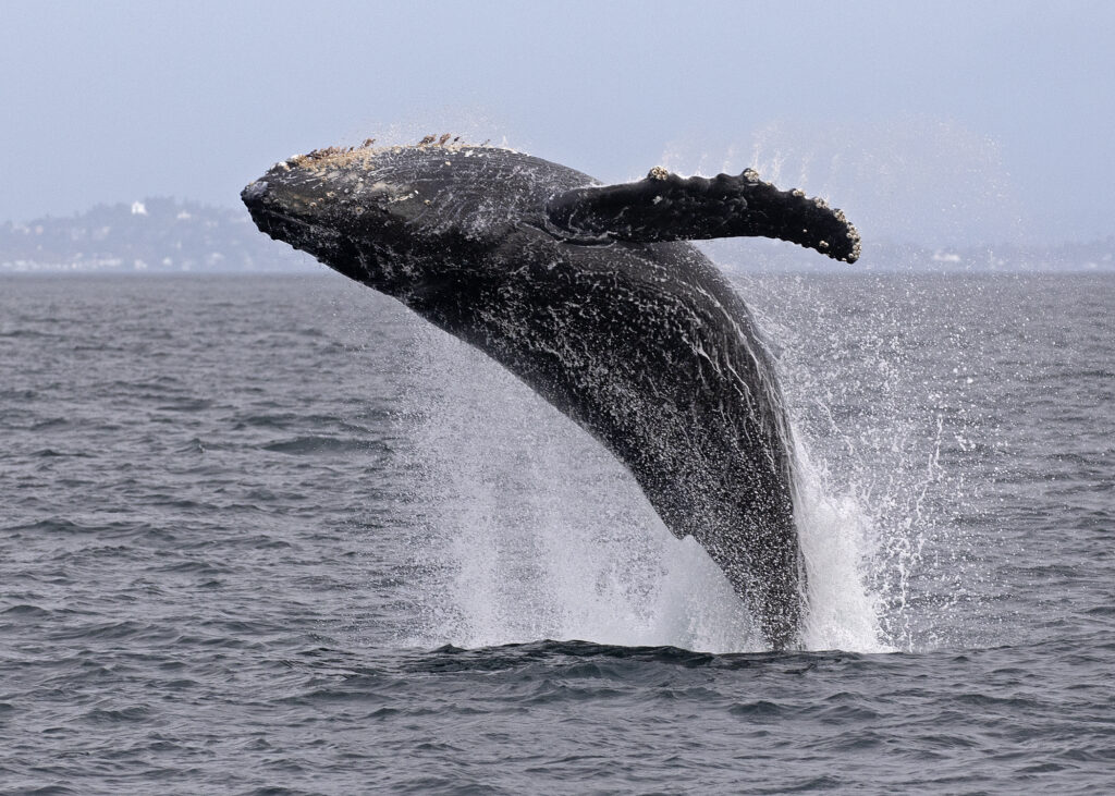 A humpback whale leaping out of the water