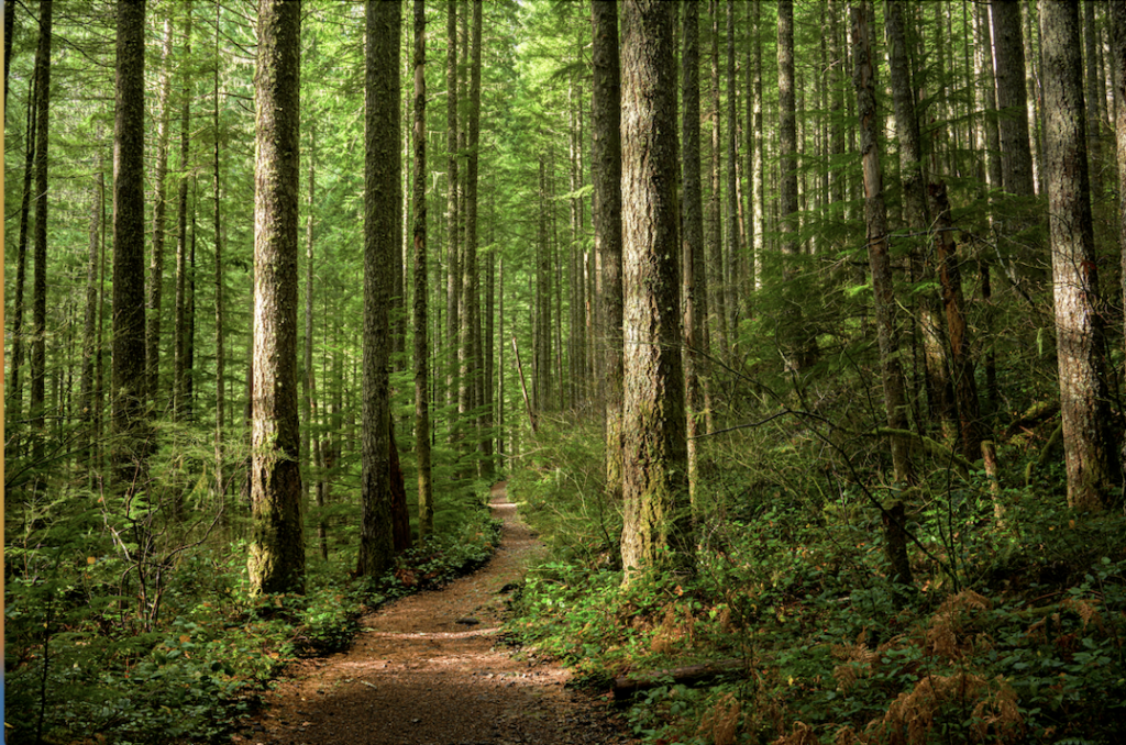 A path winding through a lush forest