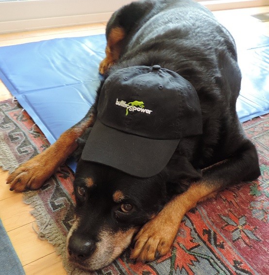 Dog with Bullfrog Power baseball hat