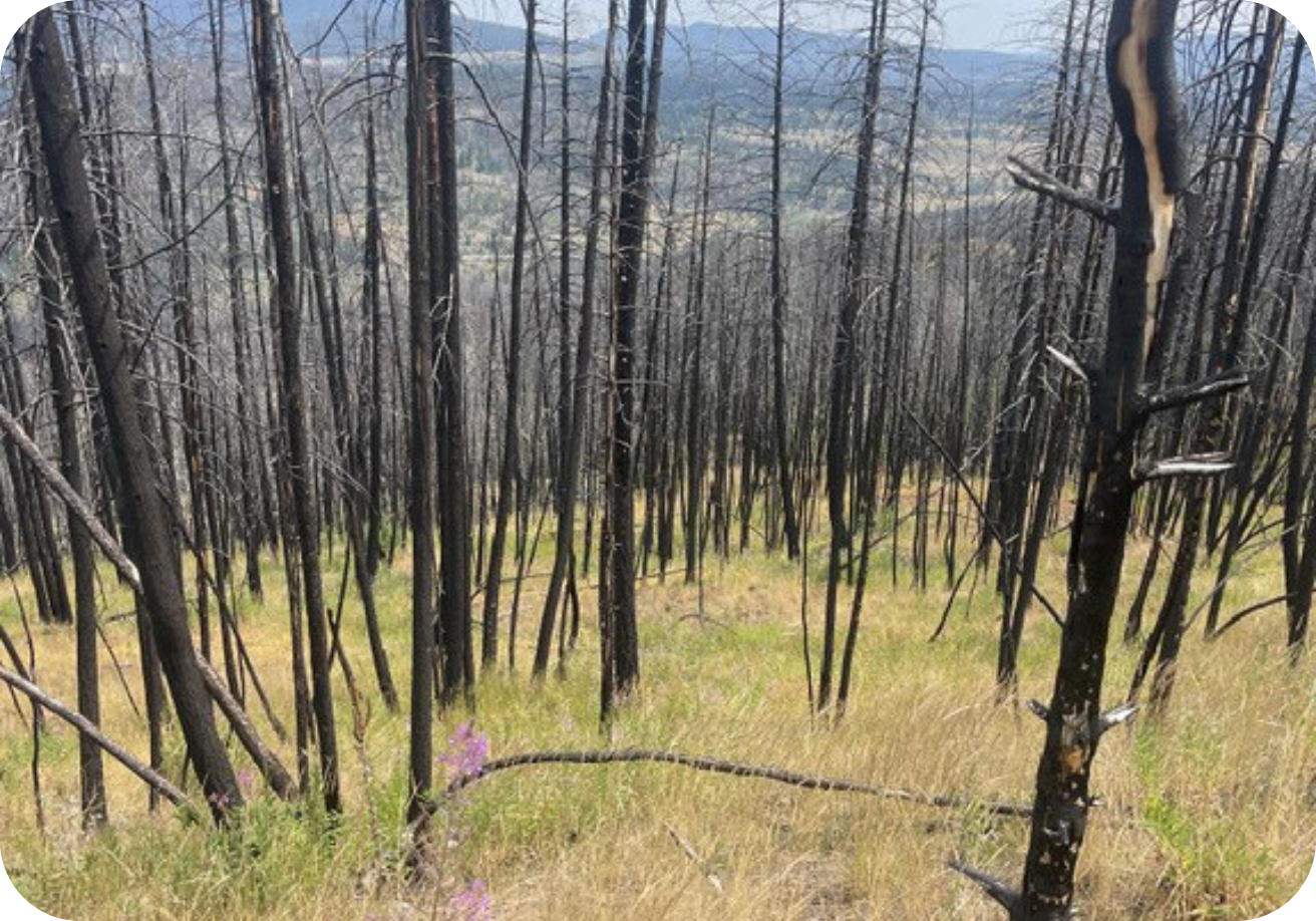 BC Wildfire 2 (6)