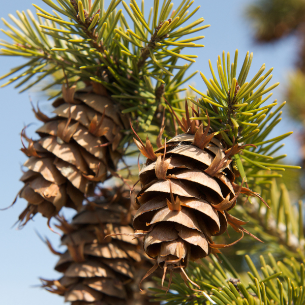Douglas Fir