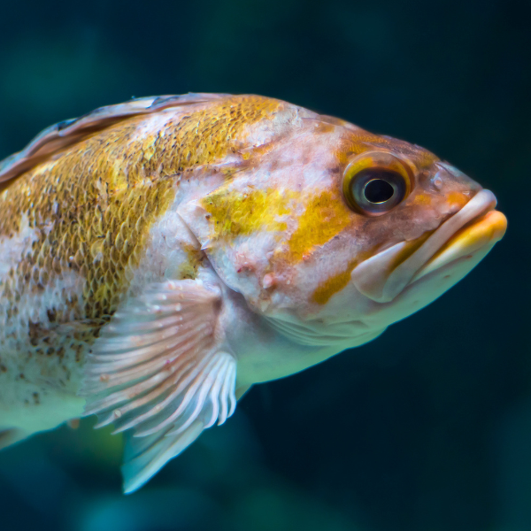 Rockfish