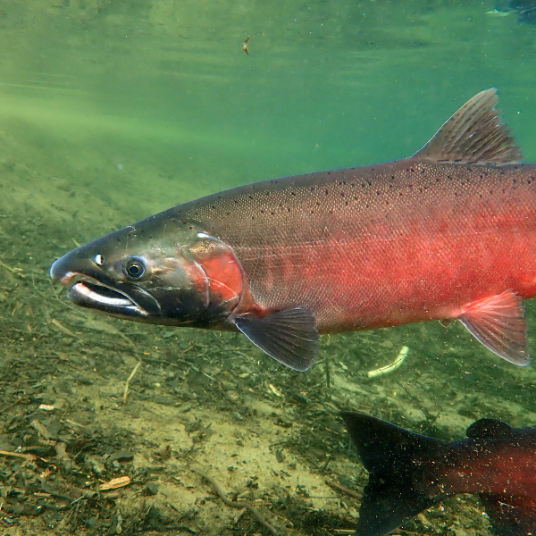 Salmon