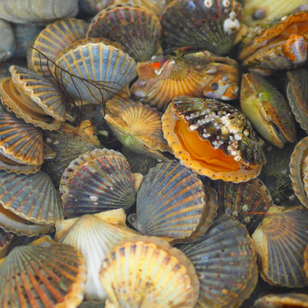 Scallops