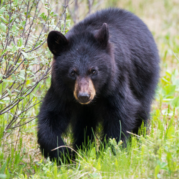 black bear