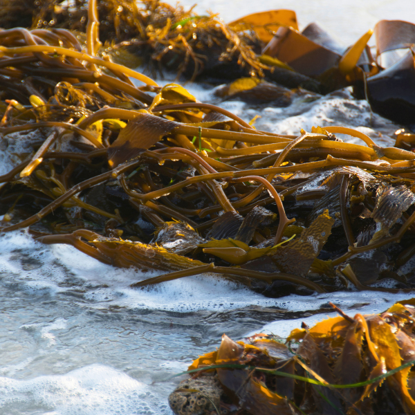 bull kelp (1)