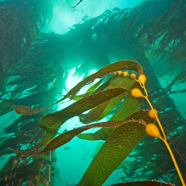 bull kelp