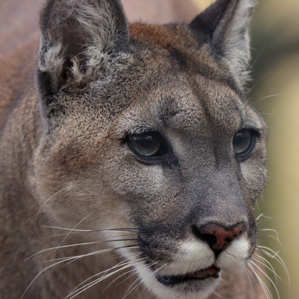 cougar
