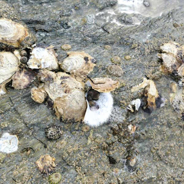 oysters