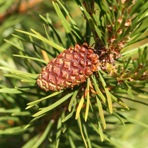 pine
