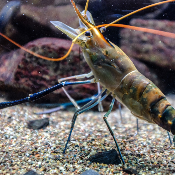 shrimp