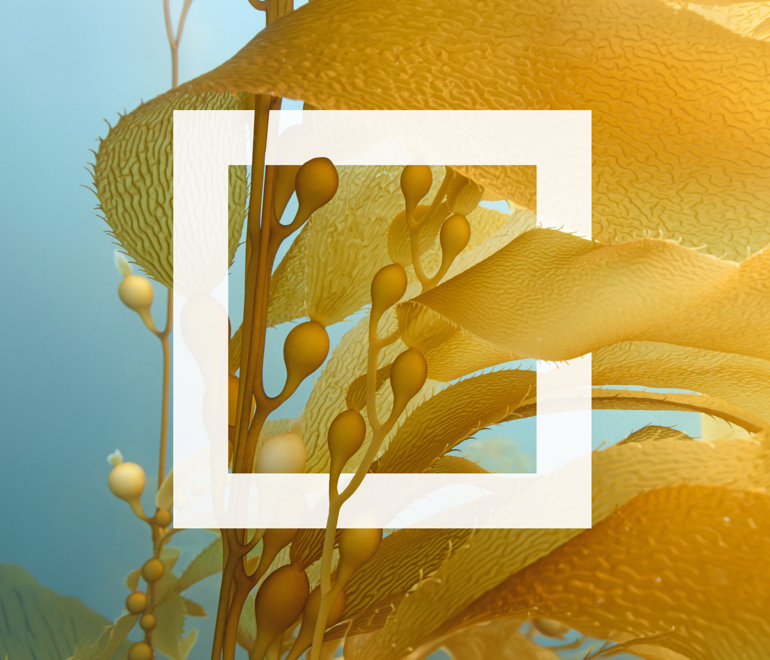 Golden giant kelp at Santa Barbara Island, California.