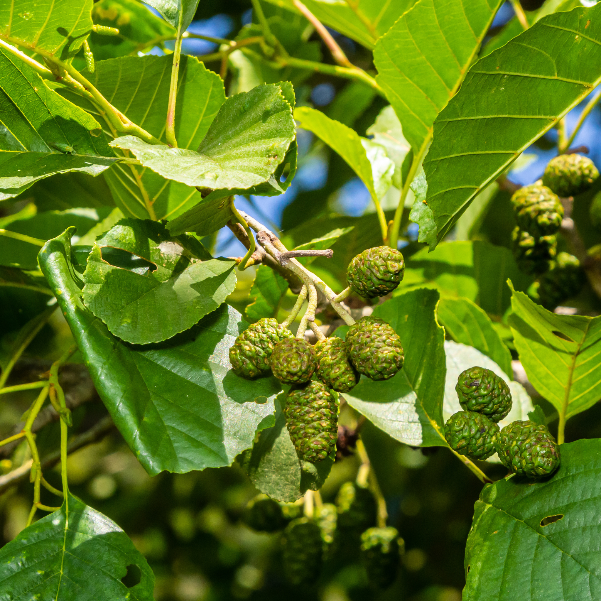 Green Alder