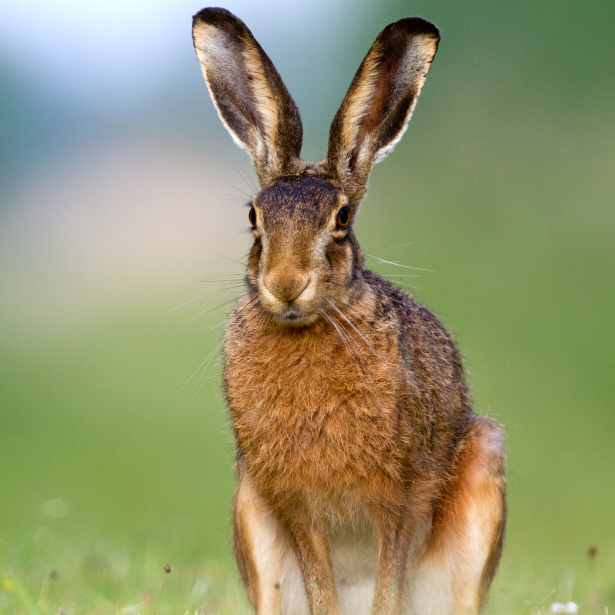Hare