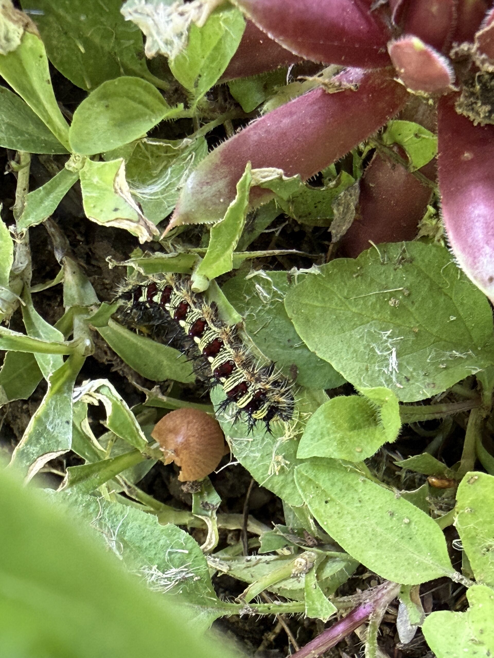 Caterpillar