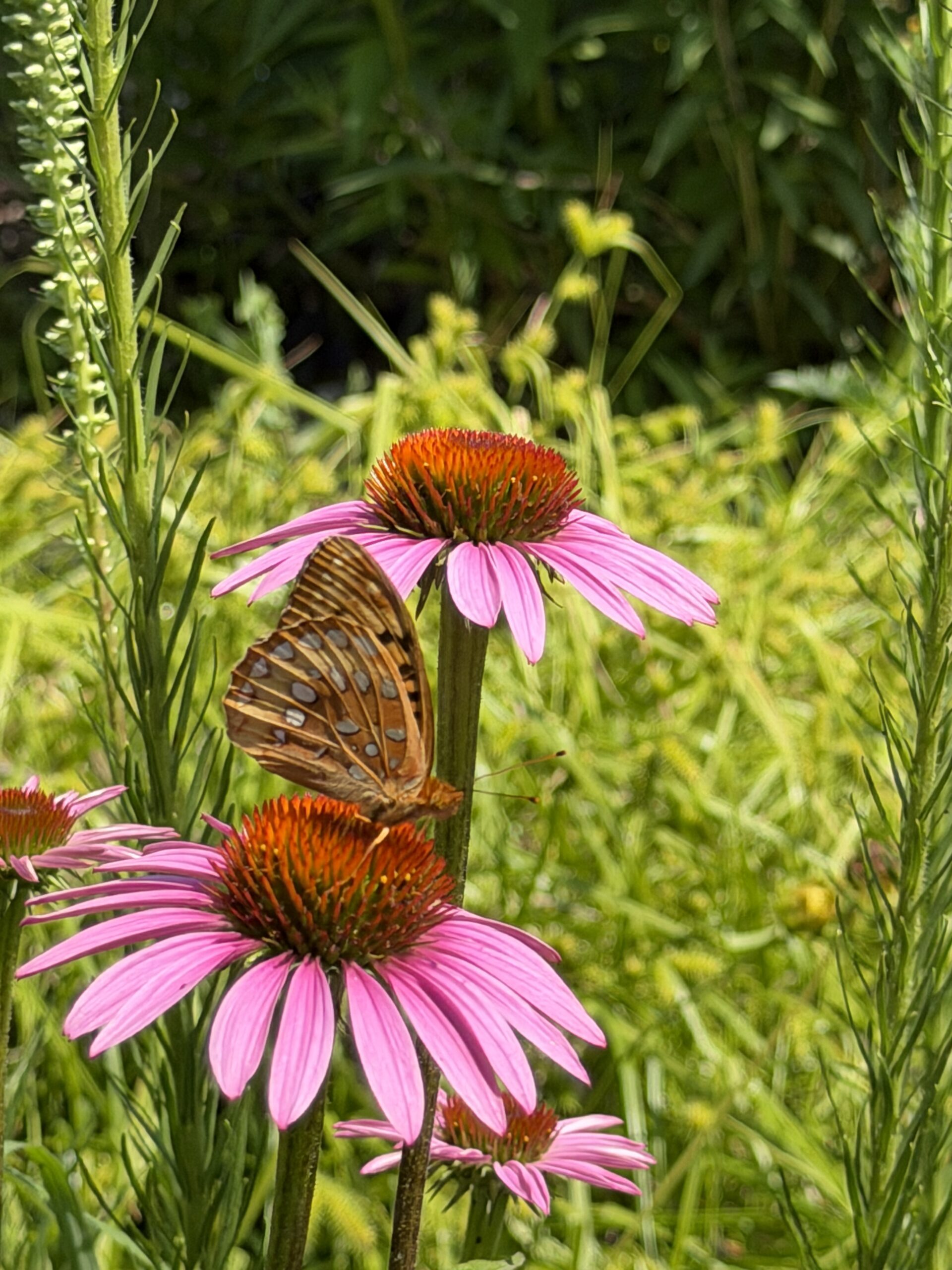 Purple coneflower with a Great Spangled Fritillary
