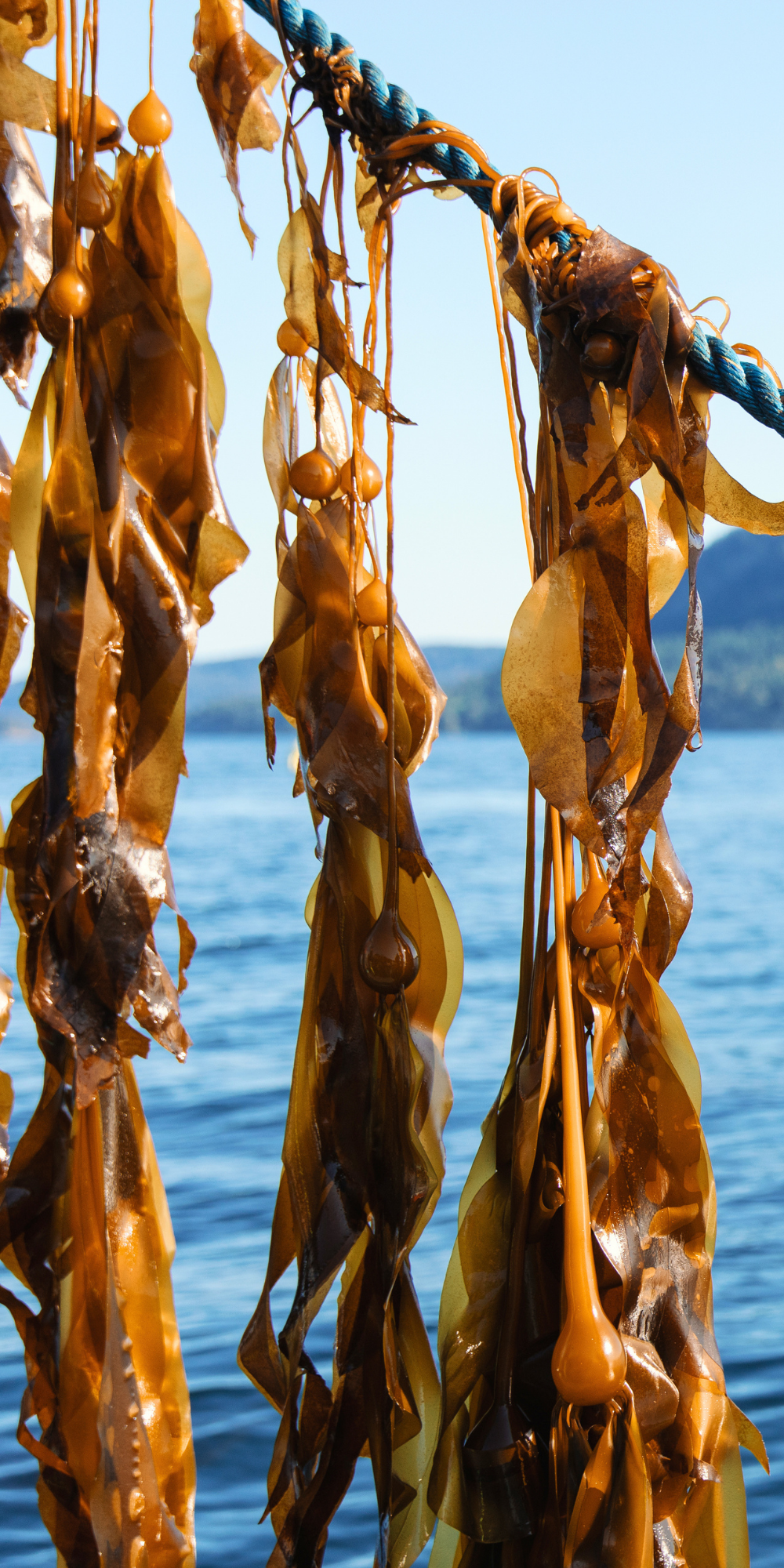 Kelp seaforestation site, Prevost Island, B.C.
