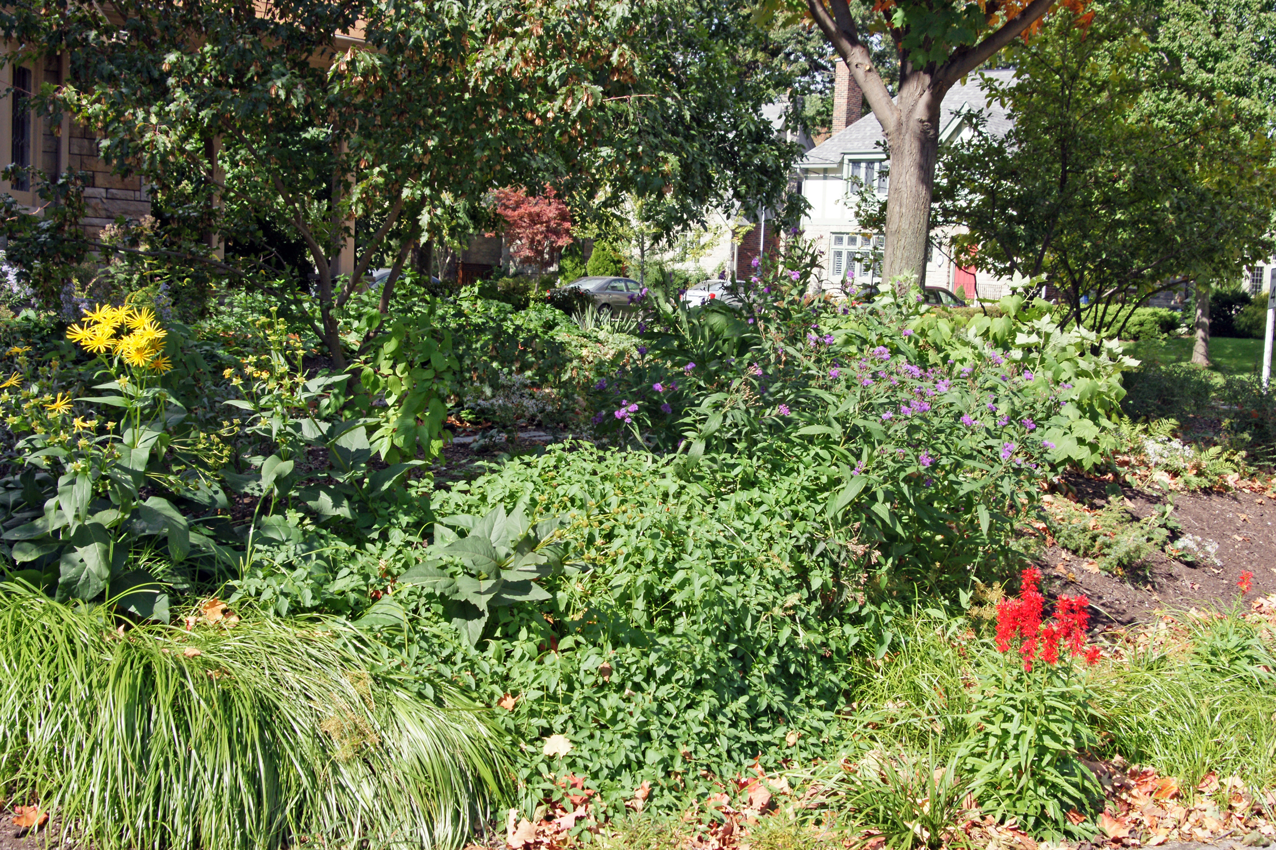 Maguire bioswale with Cardinal flower, Ostrich Fern and more.