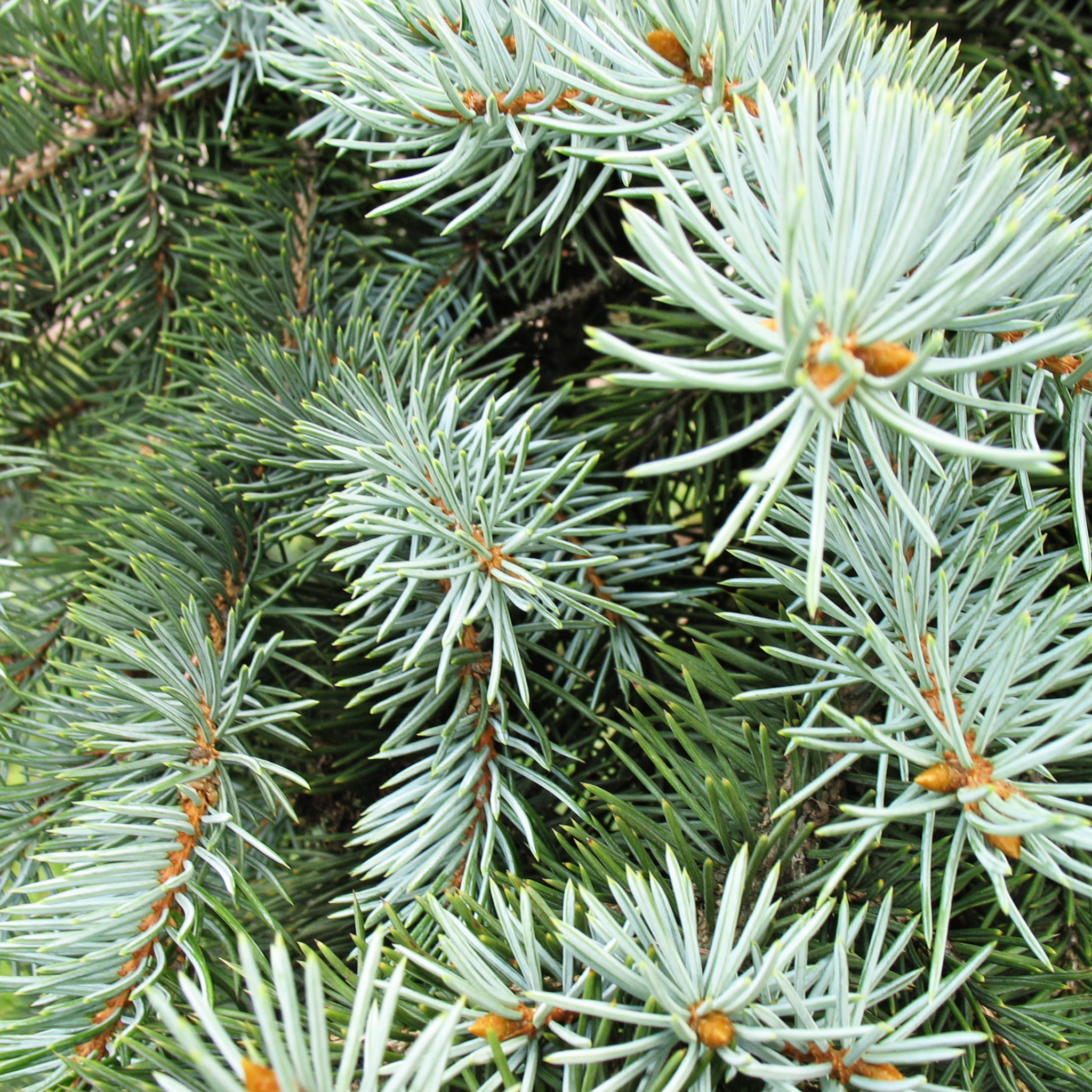 White spruce