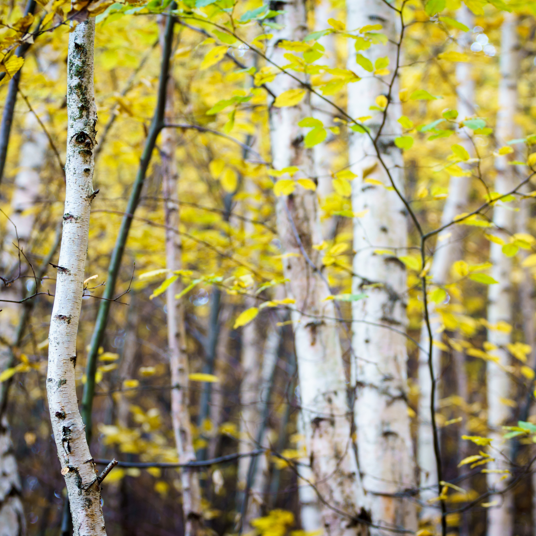 Yellow Birch