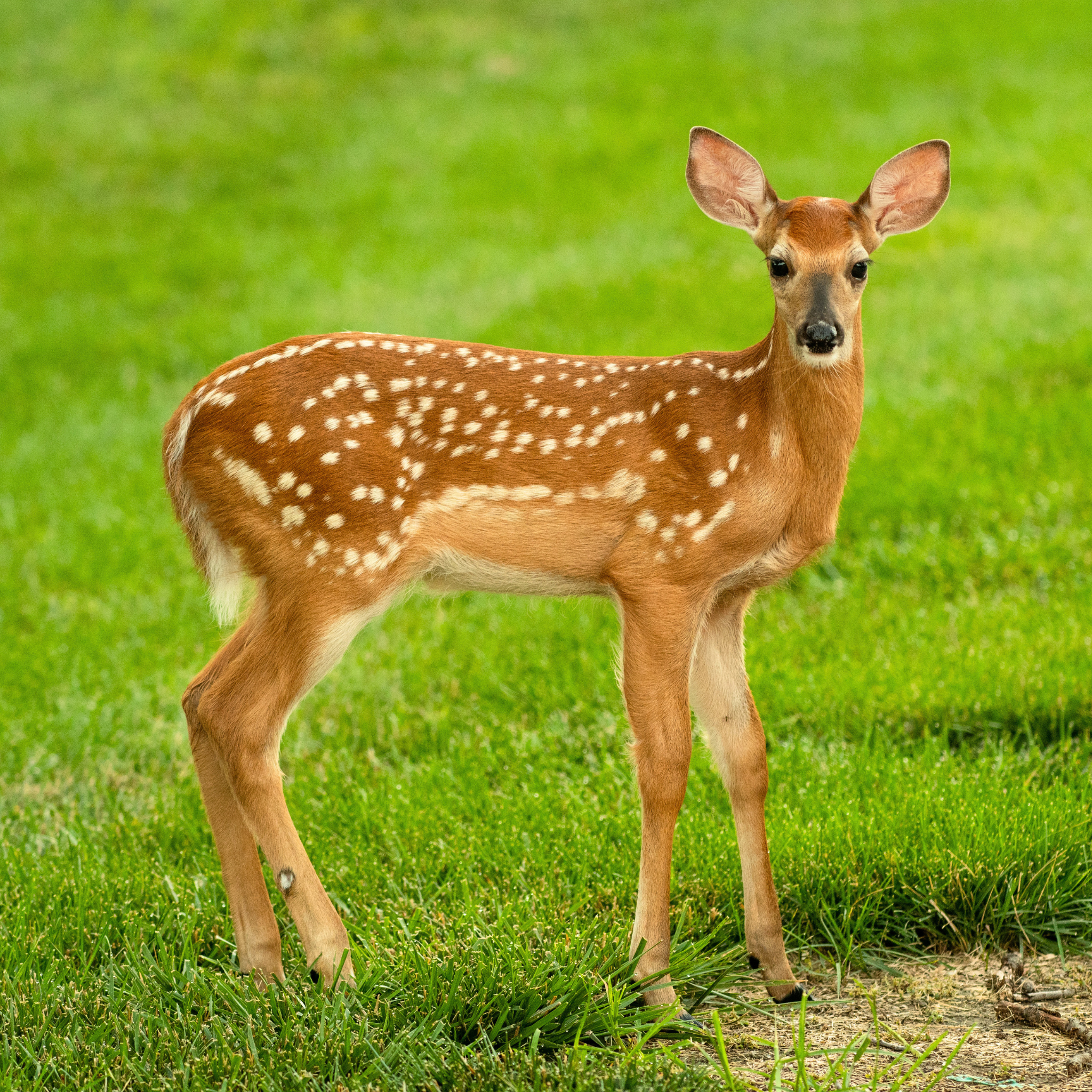 deer