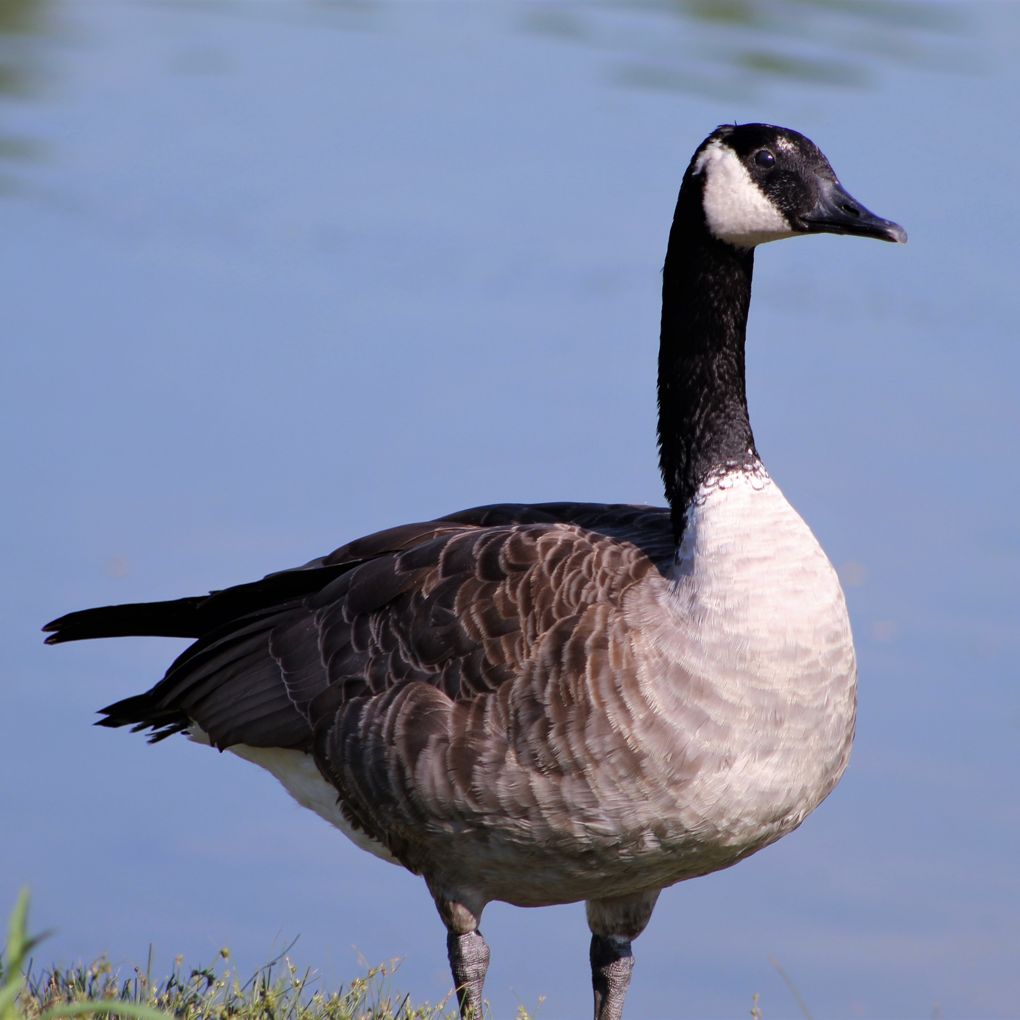goose (1)
