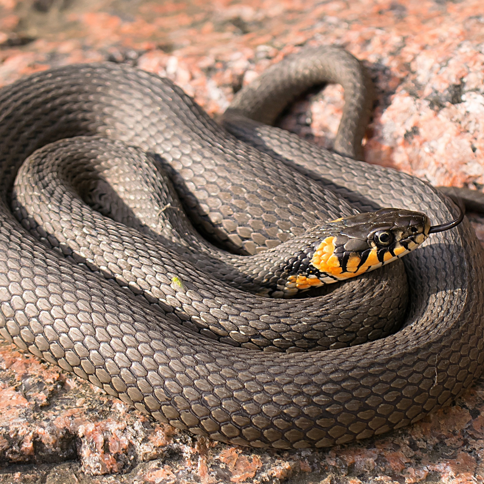 snake