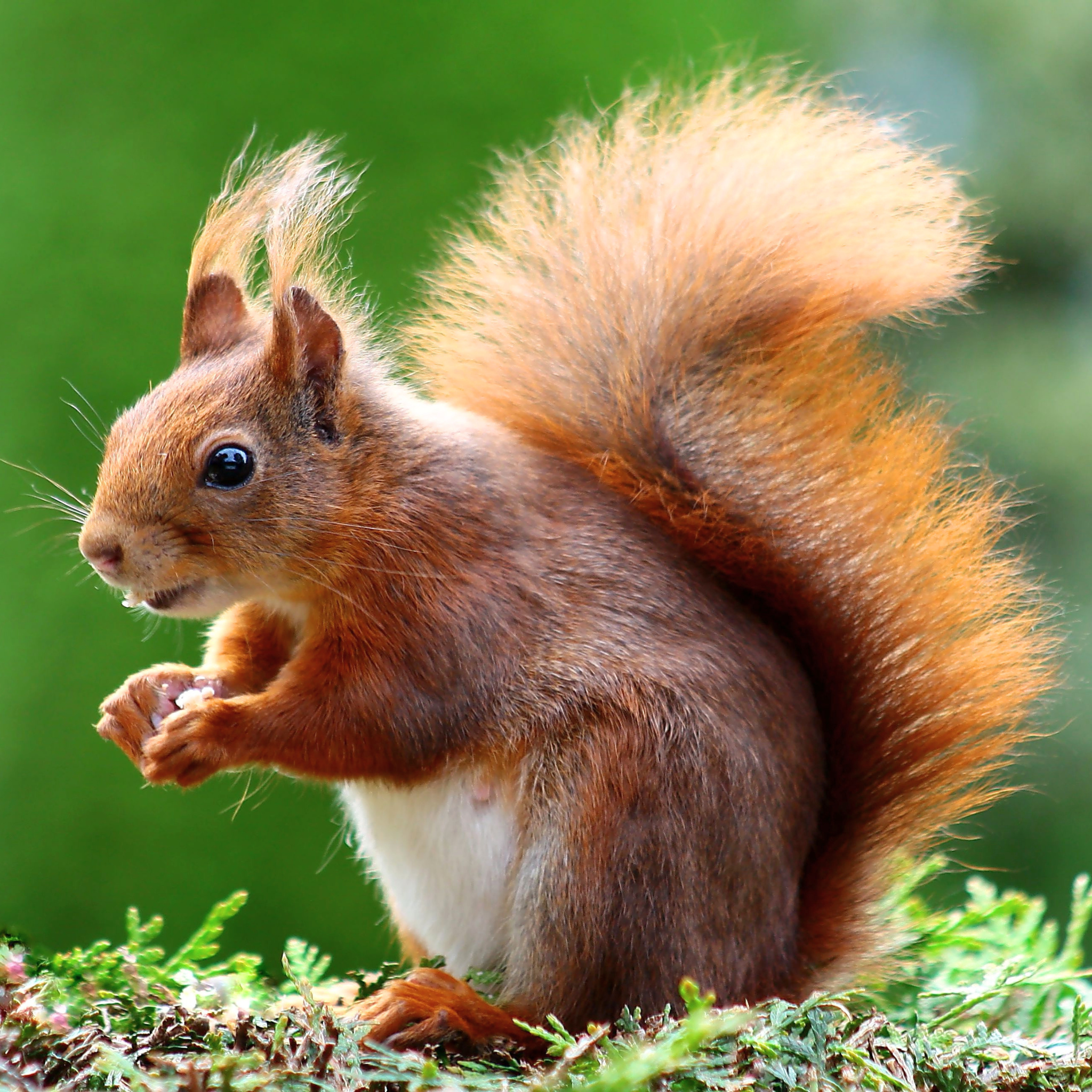squirrel