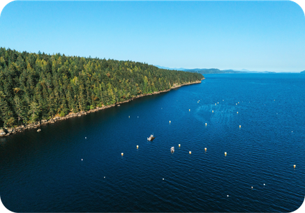 Kelp Project Header Photo (2)