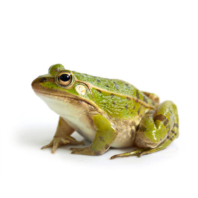Frog Frog isolated on white background