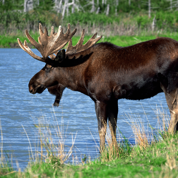 moose